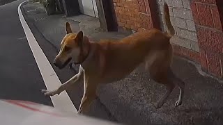 狗狗：“我出門囉，我回來囉“