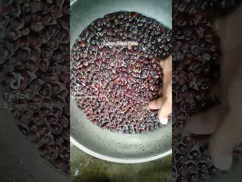 Harvesting Time of Cuban Royal Palm Seeds