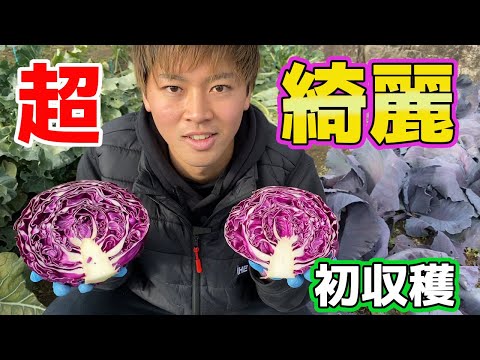 赤キャベツ 植物