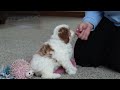 Cavapoo dogs for sale: Lucy - Video 1