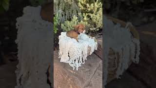 Video preview image #1 Dachshund Puppy For Sale in Corona, CA, USA