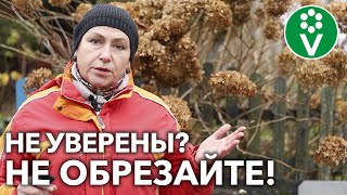Обрезка перед зимой может погубить эти многолетники! Оставьте их в покое!