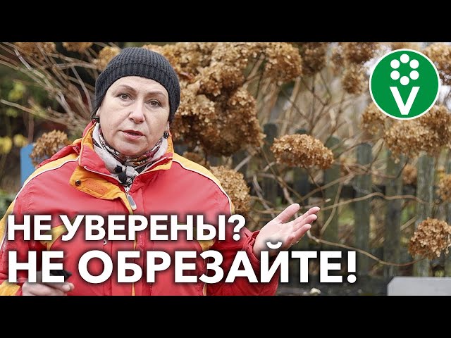 ОБРЕЗКА ПЕРЕД ЗИМОЙ МОЖЕТ ПОГУБИТЬ ЭТИ МНОГОЛЕТНИКИ! Оставьте их в покое!