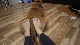 Adorable my fatty pet 's butt 😂