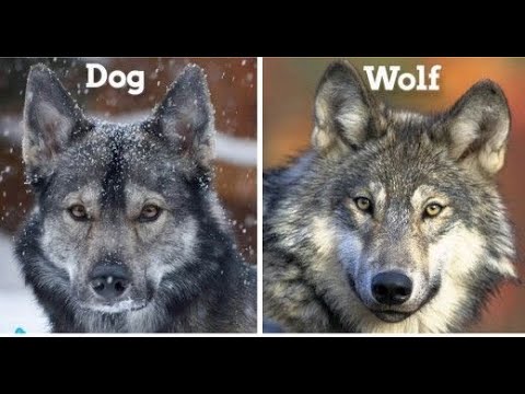 YouTube video about: When comparing dogs to wolves scientists found evidence that supports?