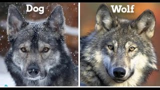 What's the Differences Between Wolf vs Dog - Can Wolves Become Pets