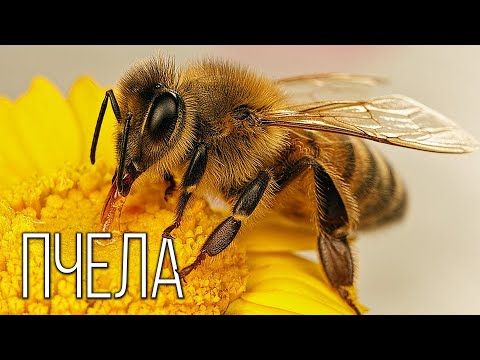 Пчела: Самое полезное насекомое | Интересные факты про пчел