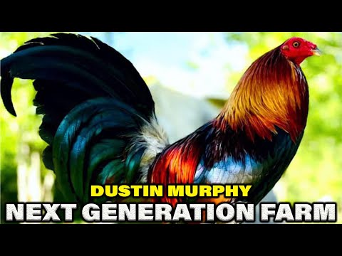 Next Generation Albany Grey Hatch Kelso Sweater - Dustin Murphy Beautiful Birds