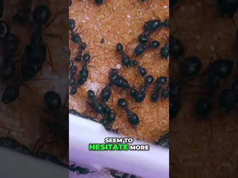 Centipede  The Ultimate Predator Unleashed! Watch Ants React!