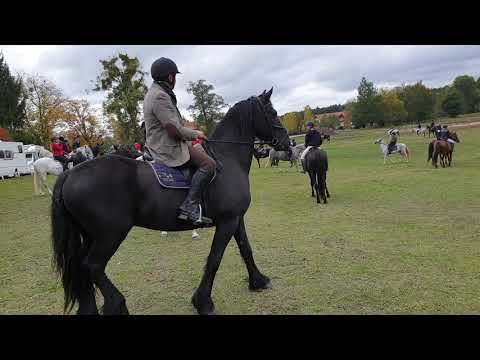 Hubertus 2019 Gałkowo stadnina Ferestein
