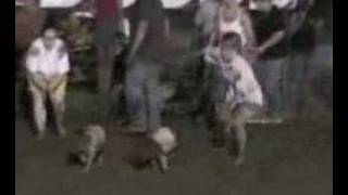 preview picture of video 'New Haven Youth Fair Pig Scramble'
