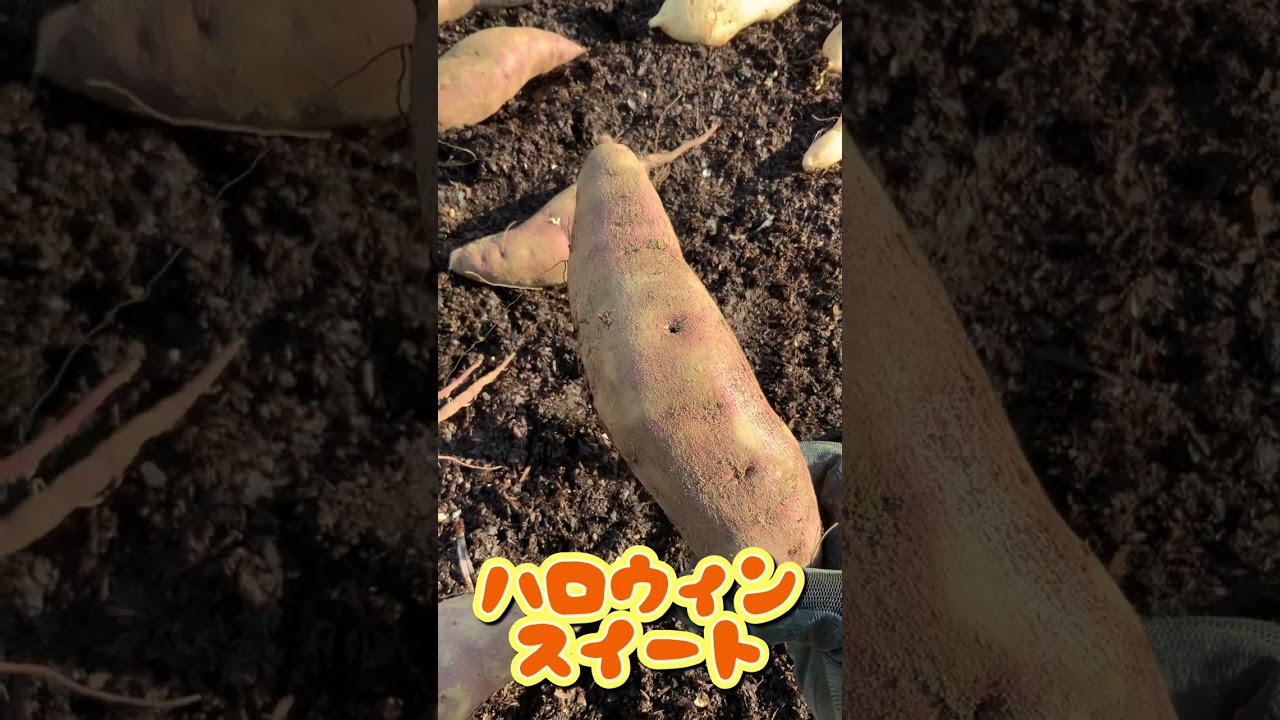 タネ芋を使ったサツマイモの伏せこみ作業　 #農業 #再生栽培 #家庭菜園♯サツマイモ♯種芋♯苗