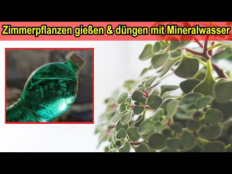 Zimmerpflanzen gießen & düngen mit Mineralwasser – Mineralwasser als Dünger für Pflanzen /Wie & wann