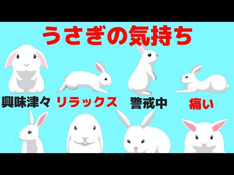 ウサギが私を好きかどうかはどうすればわかりますか?