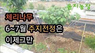 주지전정은 봄에 해야죠 내가 필요한 가지는 봄부터 자란 튼실한 가지랍니다