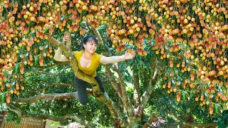 Harvesting Lychee Fruit Goes To Countryside Market Sell, Make Lychee Syrup | Free Bushcraft