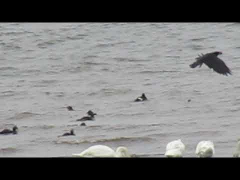 Velvet and Common Scoters 16.8.20 Eskmouth