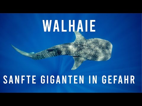 Der Walhai – Der sanfte Riese und der Tourismus | Doku