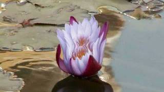 I&#39;ll Always Love You - Brenda Holloway