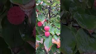 Kousa Dogwood looks interesting