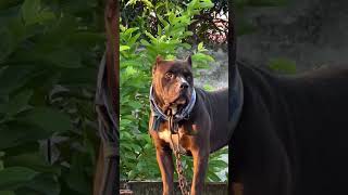 Indian Pitbull Dog 🐕