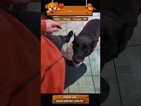 Vídeo de Mel