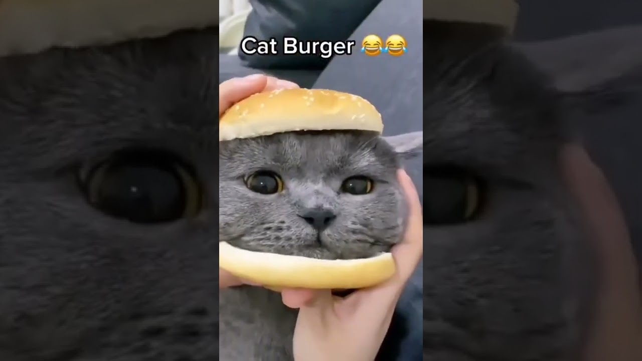 Top Viral Of My You Tube Recipe, Cat Became A Burger, cat burger, #shorts, #MyYouTubeRecipe