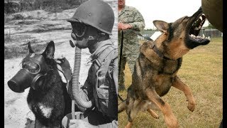 El increíble trabajo de los perros de guerra y de combate