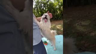 Video preview image #1 Mal-Shi Puppy For Sale in Weston, FL, USA