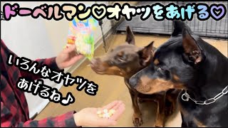 ☆ドーベルマンに犬のオヤツをたくさん買ってあげる☆楽しい動画♪ #ドーベルマン #大型犬  #犬のいる暮らし  #doberman  #犬のおやつ  #愛犬  #いぬ 