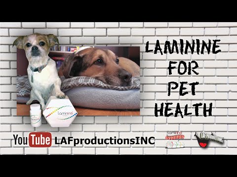 Laminine for Pet Health | Laminine Benefits | Optimum Health