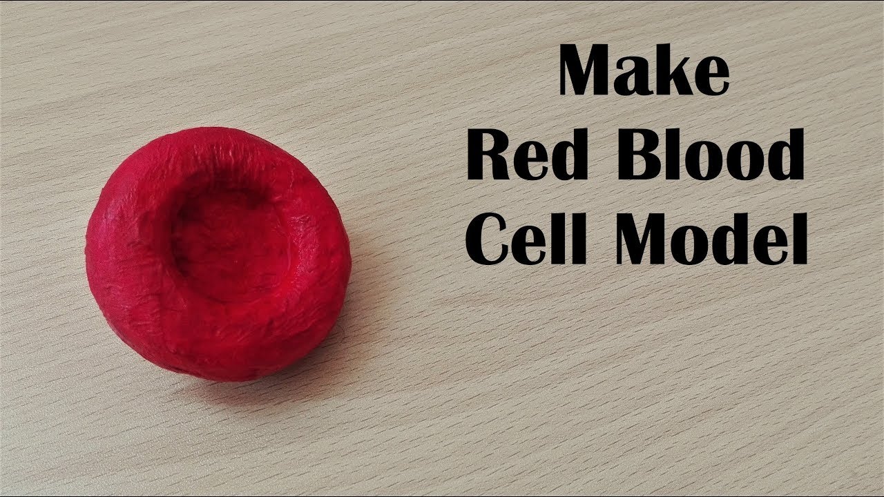 How to make Red Blood Cell Model | 3d thermocol/Styrofoam carving