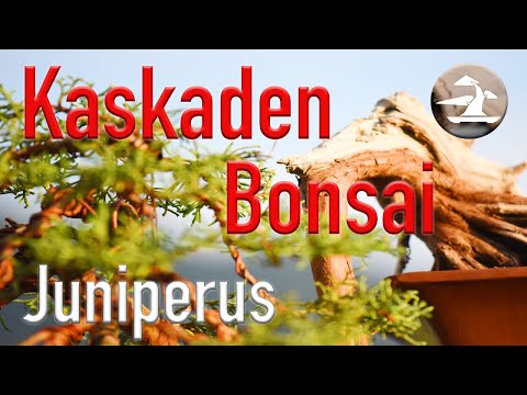 Kaskaden Bonsai! Eine anspruchsvolle, aber auch wunderschöne Gestaltungsform!