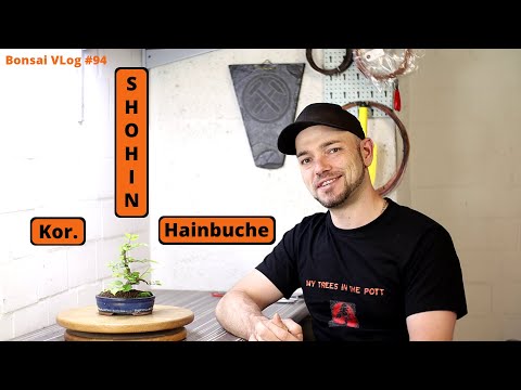 Halb vertrocknet und immer noch nicht Tod - Kor. Hainbuche "Shohin" [Drahten] | Bonsai VLog #94
