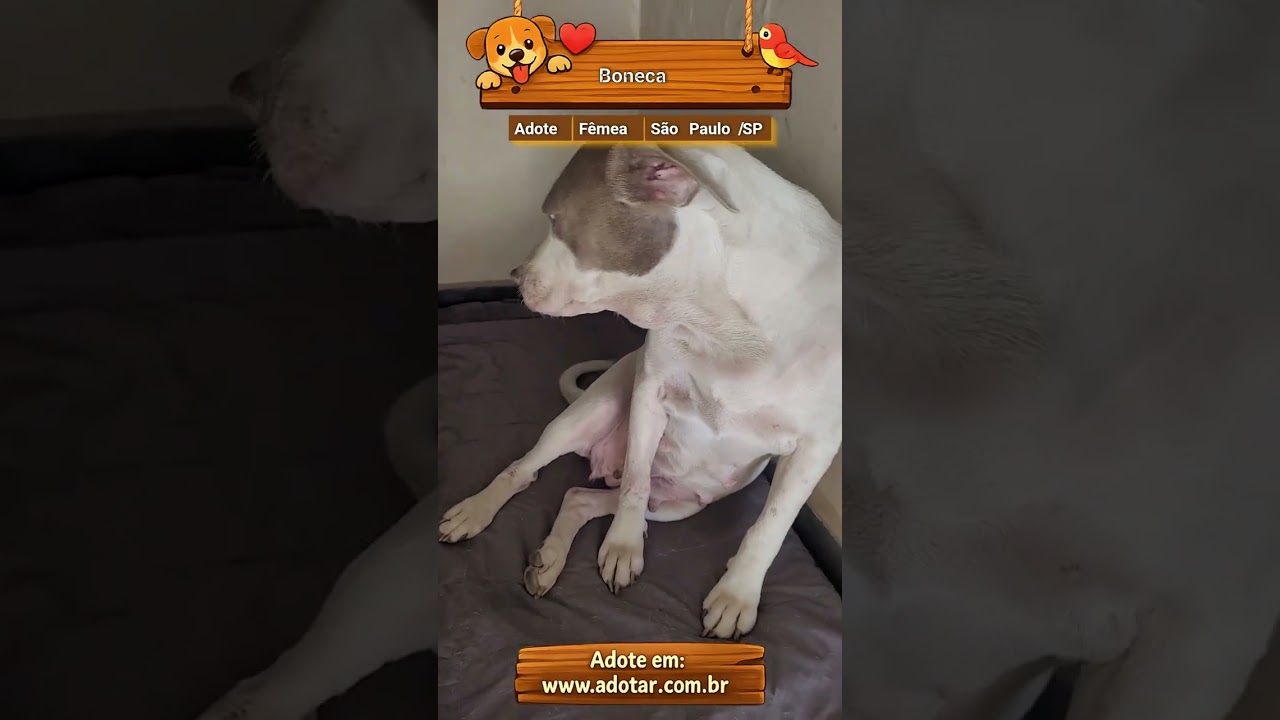 Cachorro raça Pit-Bull idade 4 anos nome Boneca