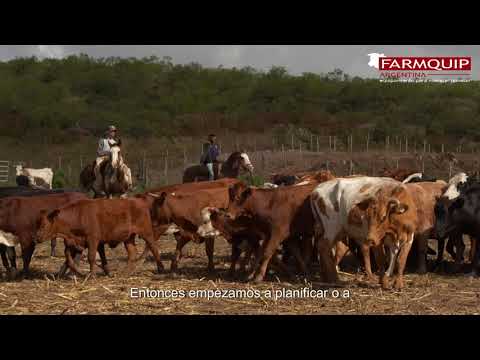 Ganadería sustentable: Trabajar en tiempo, forma y con bienestar animal  🐂