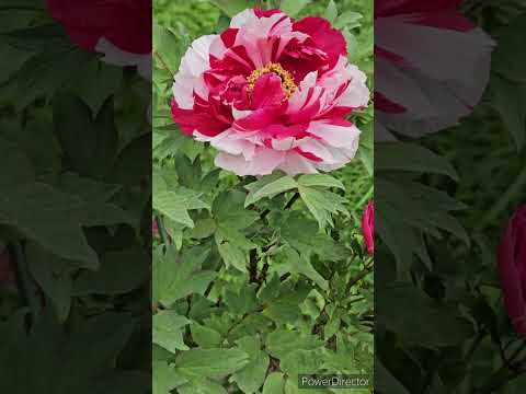 牡丹をどこに植えますか？展示、フロアなど  庭園