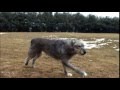 Dog Breeds Irish Wolfhound Dogs 101 Animal Planet