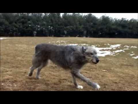 download lagu mp3 mp4 Irish Wolfhound Dogs 101, download lagu Irish Wolfhound Dogs 101 gratis, unduh video klip Irish Wolfhound Dogs 101