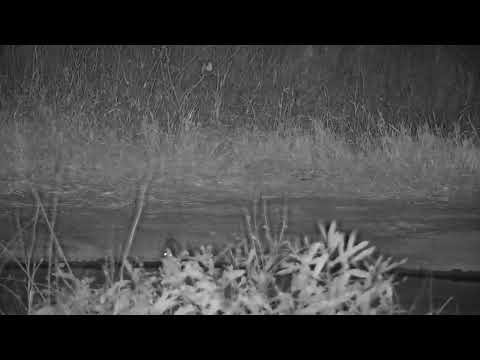 Djuma: Small Rodent gets a drink at the pan - 00:45 - 09/22/2023