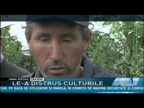 LE-A DISTRUS CULTURILE