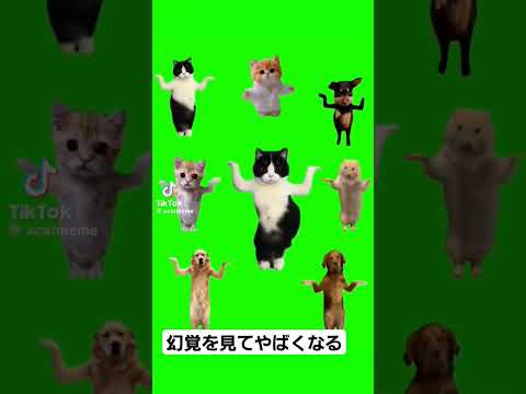 子猫のインフルエンザ、どうすればいいの?