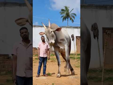 #hallikarfan #hallikarcow #hallikarbull#hallikarfollower   #bull #bullsale #hallikar #hallikarlover