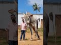 Hallikarfan Hallikarcow Hallikarbull Hallikarfollower Bull Bullsale Hallikar Hallikarlover