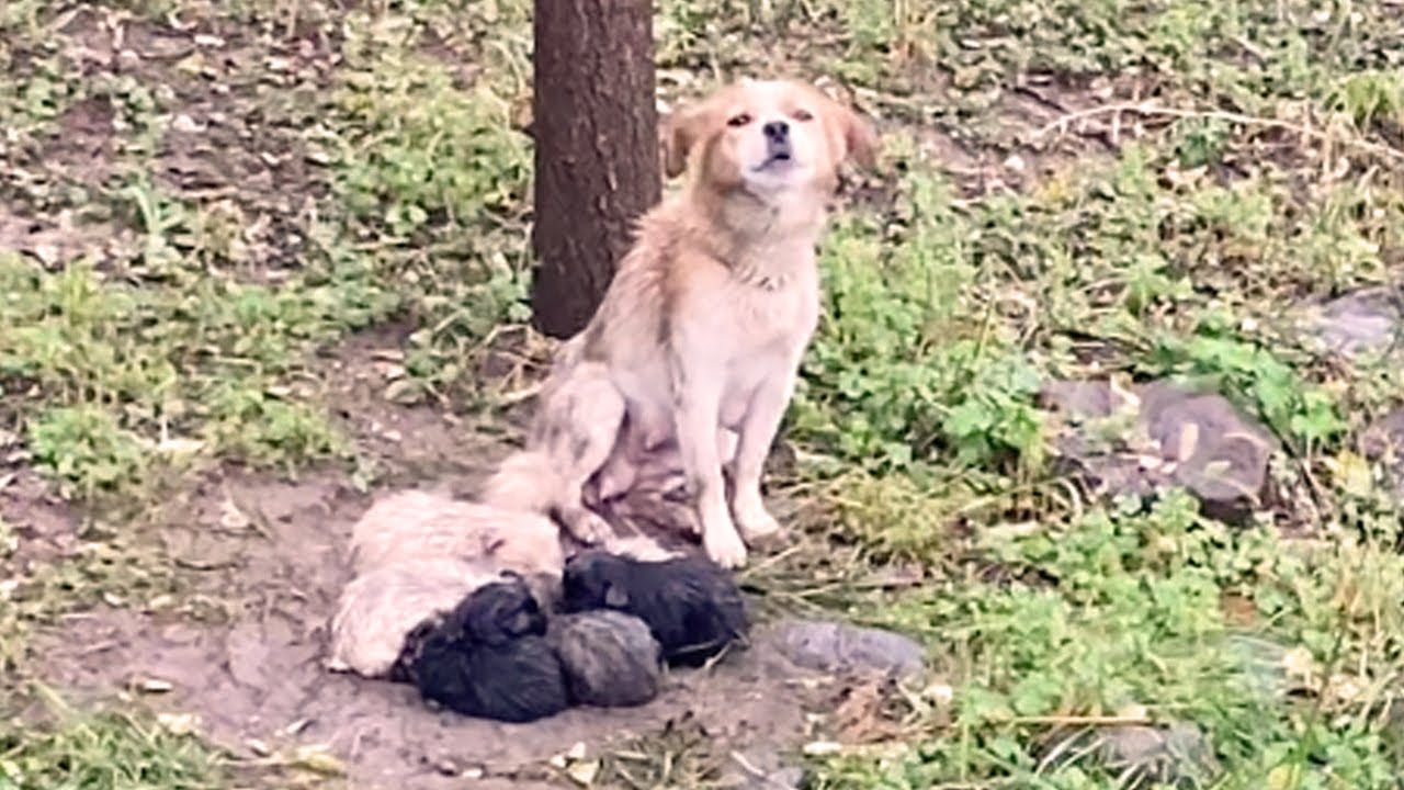 Abandoned, trembling mother tries to use her body to protect 8 young children in heavy rain