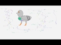 Pigeon Disco!
