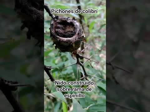 pichones de colibrí.Los Molles.San Luis.