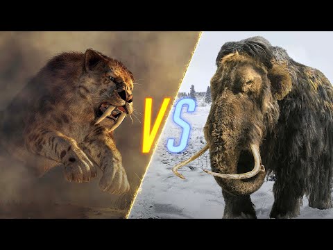 Saber-Toothed Tiger VS Woolly Mammoth