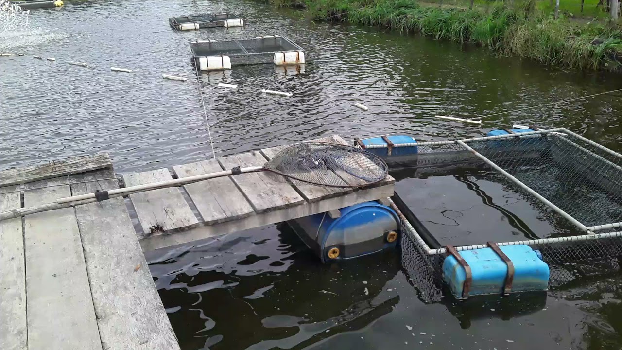 Quantidade de peixes colocados no tanque rede.