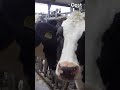 Goedgekeurde stalvloer blijkt toch niet goed | RTV Oost